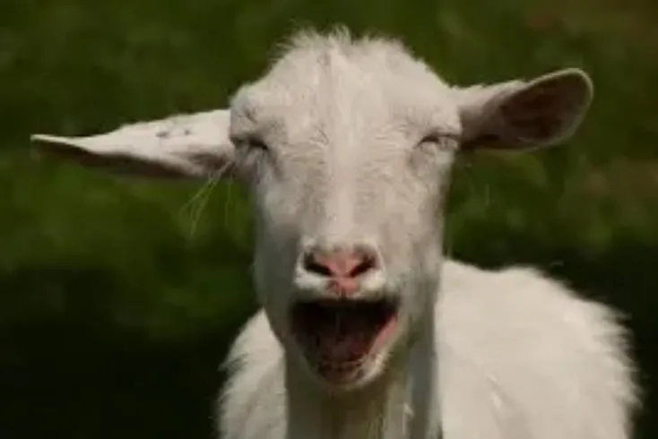 Imagem da campanha Os pobis