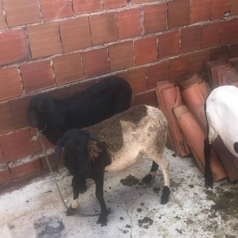 Imagem da campanha hhhh