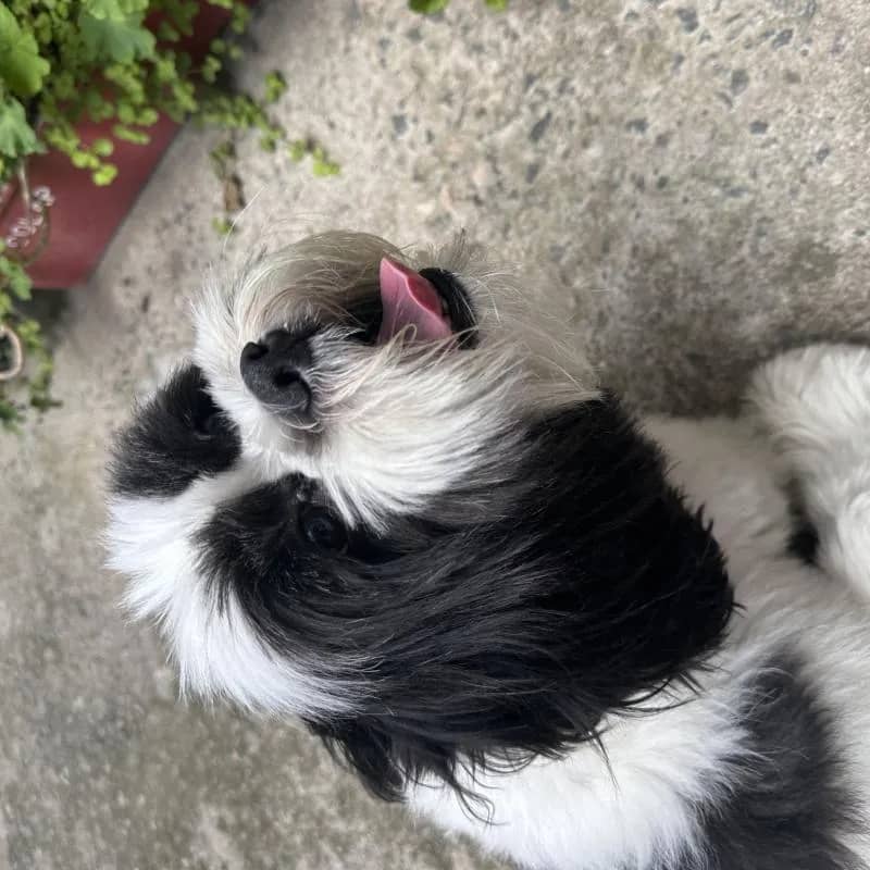 Imagem da campanha Essd