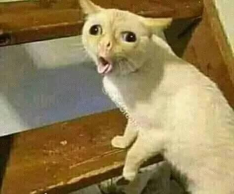 Imagem da campanha Gato