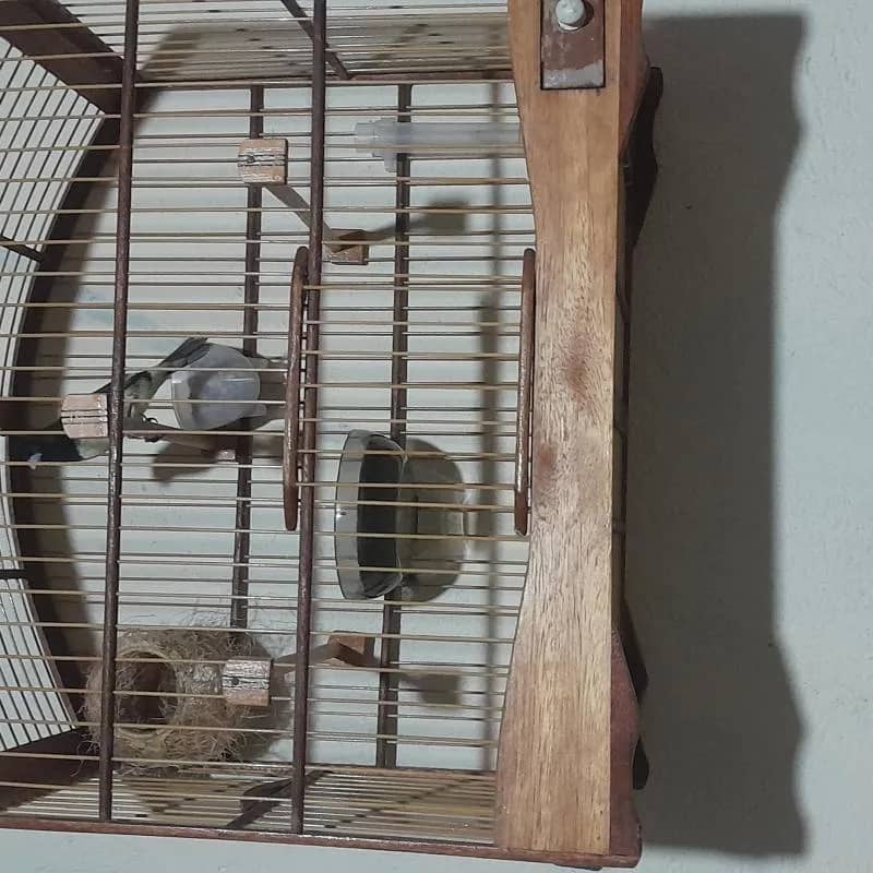 Imagem da campanha Um papacapim baiano casado