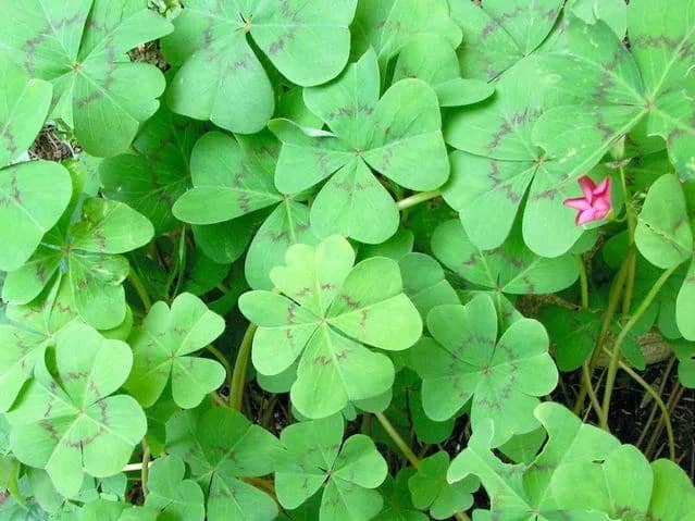 Imagem da campanha 500 reias