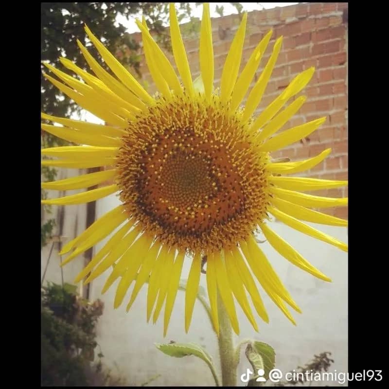 Imagem da campanha Rifa