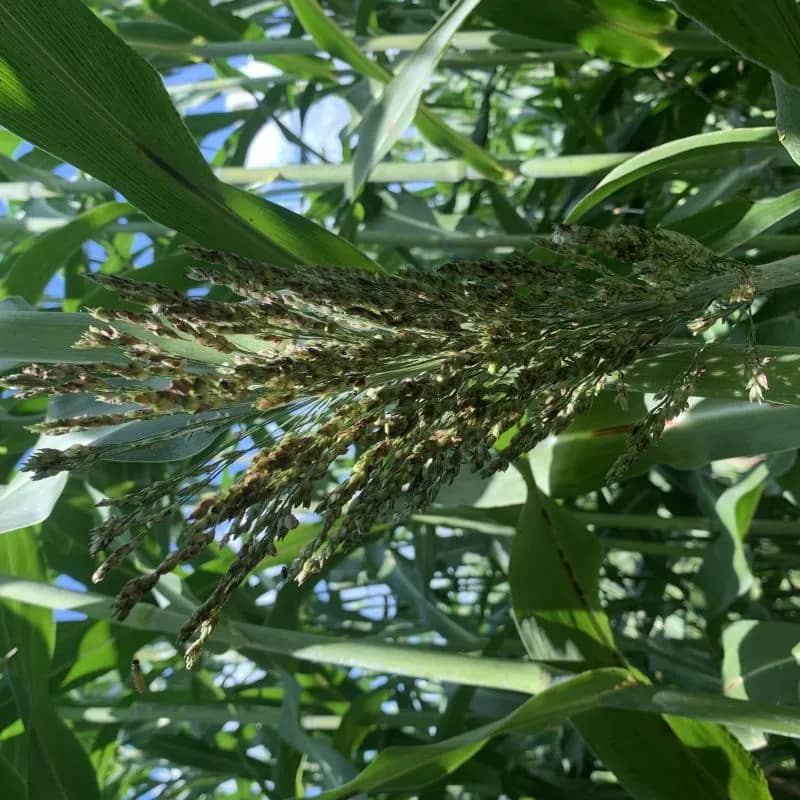 Imagem da campanha Sorgo