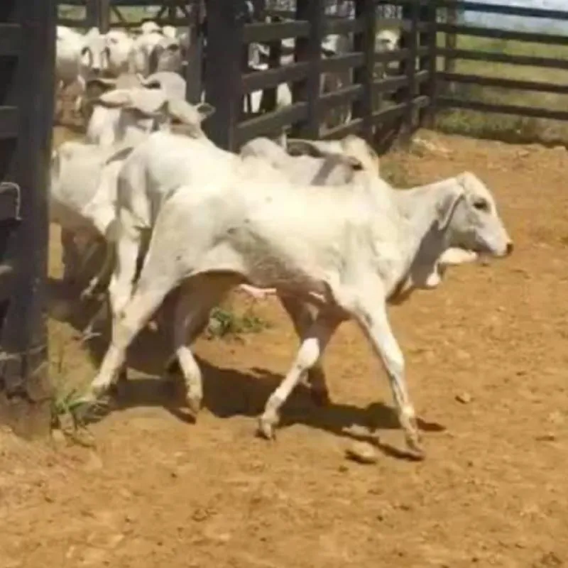 Imagem da campanha FORMATURA - HALADE LAIS