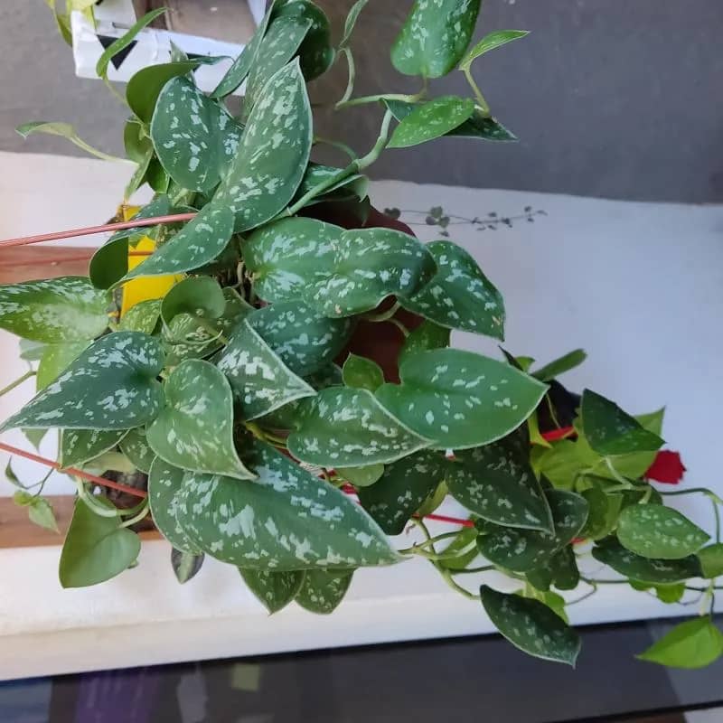 Imagem da campanha Sorteio Jardim Semente