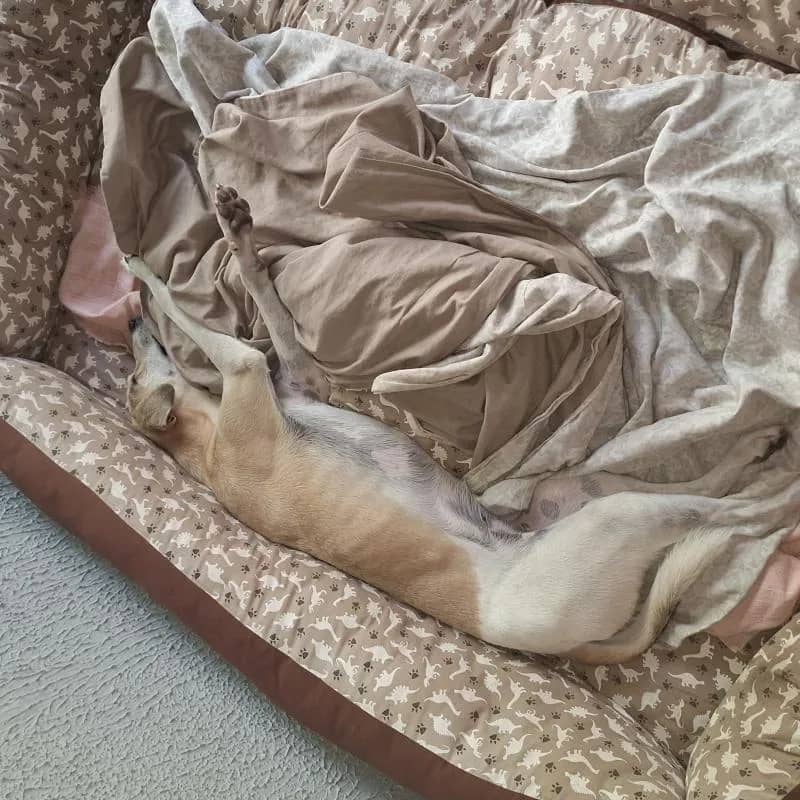 Imagem da campanha Luna dorme dorme