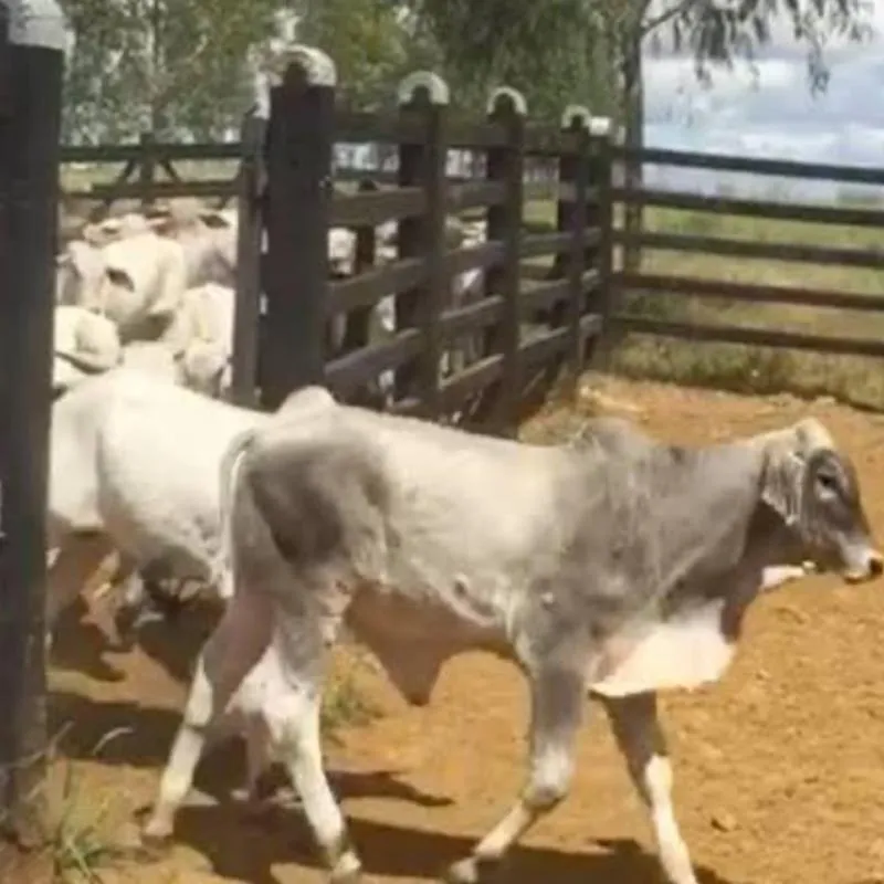 Imagem da campanha 1:prêmio 1 garrote