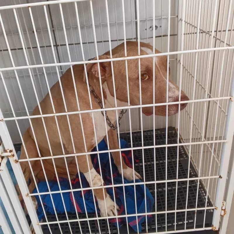 Imagem da campanha Rifa Solidária em Prol ao Pagamento das custas médicas do Toretto.