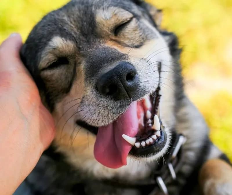 Imagem da campanha Rifa Pegadas do Bem