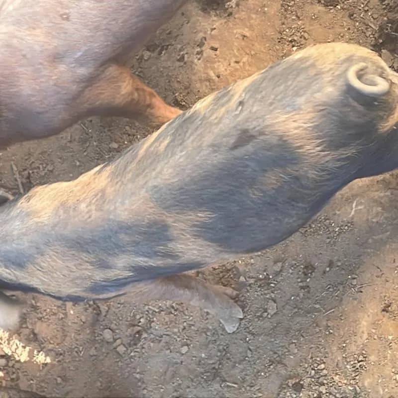 Imagem da campanha Ajudar um amigo A1A