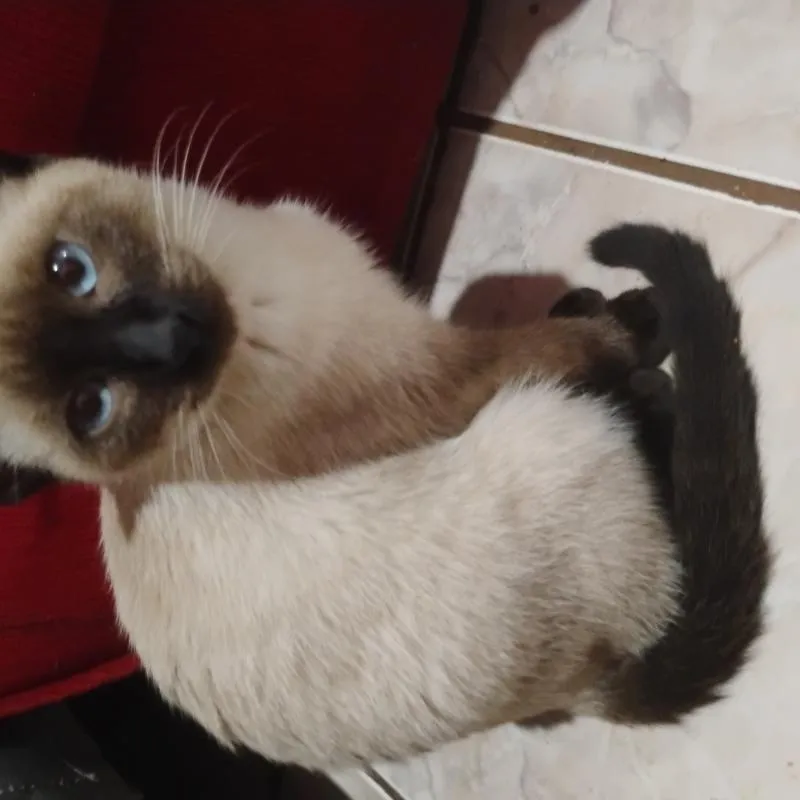 Imagem da campanha Pérola