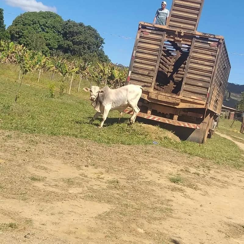 Imagem da campanha Mine boi nelore