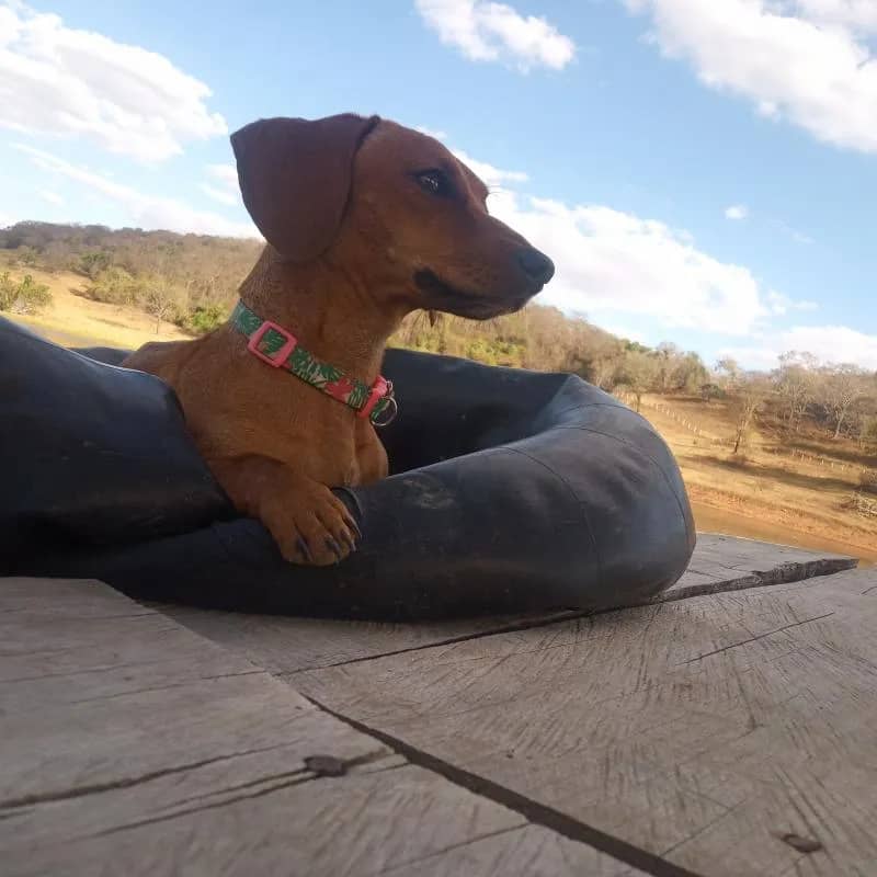 Imagem da campanha Rifa Belinha 🐶