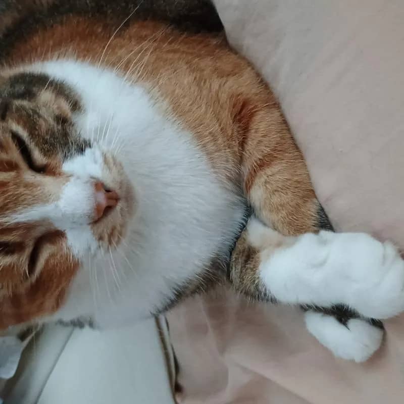 Imagem da campanha Vacinação e cuidados veterinários: cats resgatados da Vivi