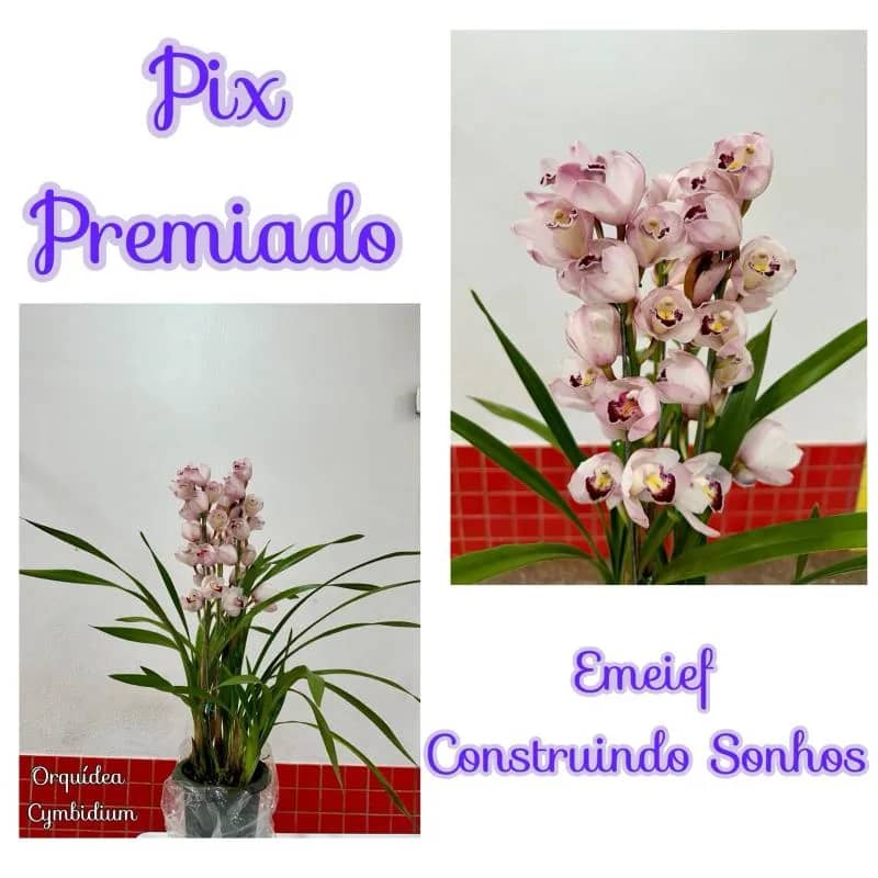 Imagem da campanha Pix premiado da EMEIF