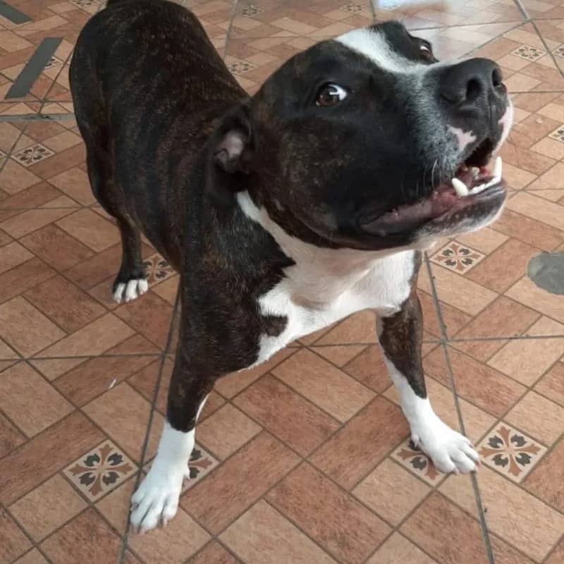 Imagem da campanha RIFA SOLIDÁRIA DOJO DRAGÃO