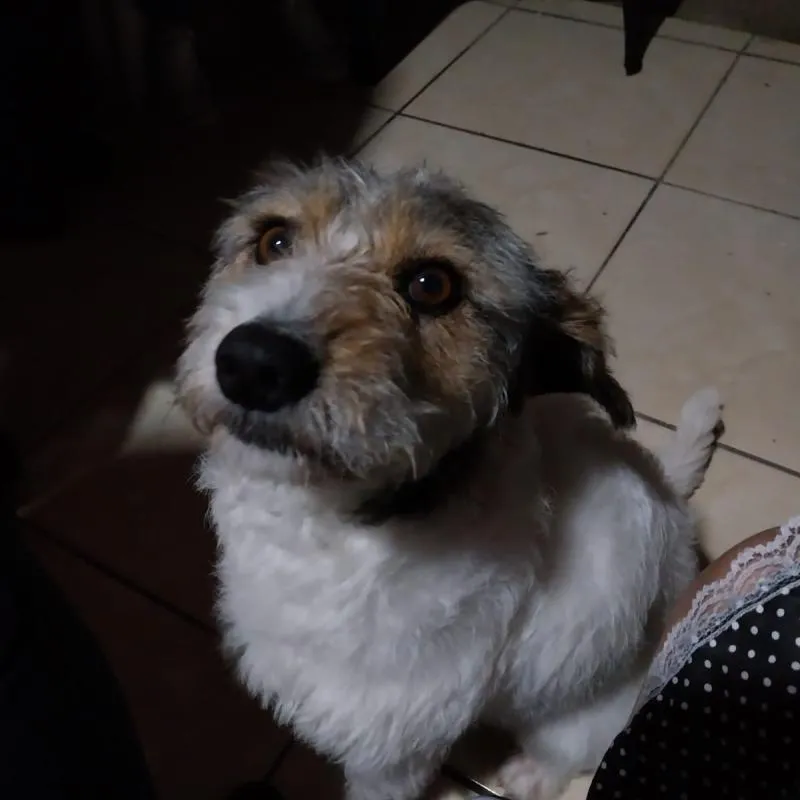 Imagem da campanha Rifa solitária do Bitu