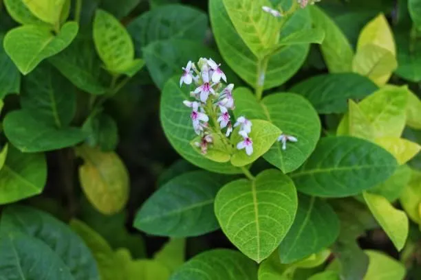 Imagem da campanha Facil pra varanda!!!!!!!!!!!!!