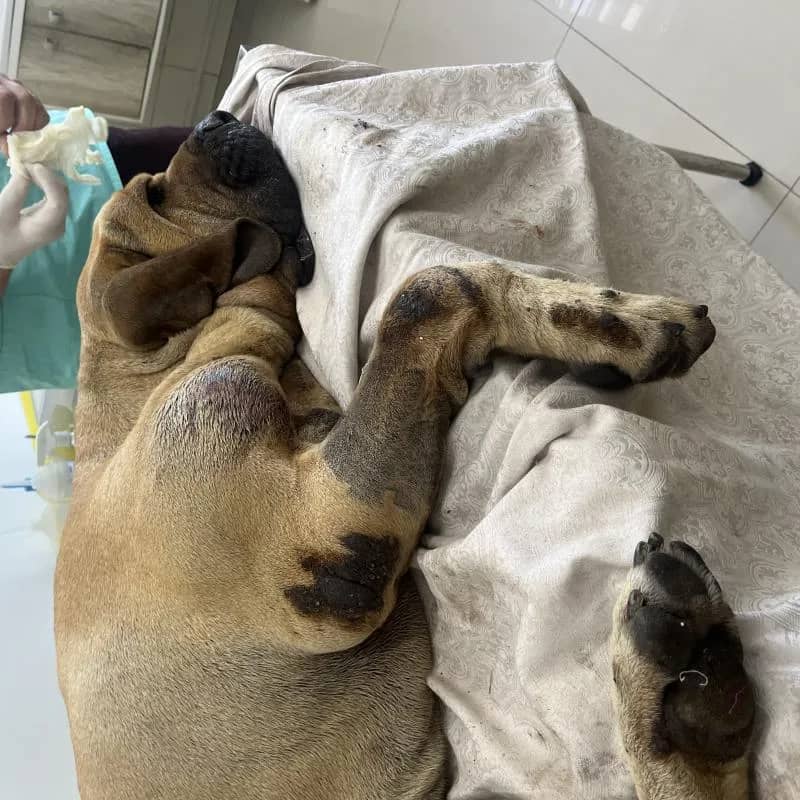 Imagem da campanha Ajude a salvar o Red 🐾