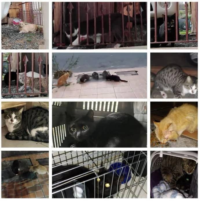 Imagem da campanha ARRECADAÇÃO TRATAMENTO GATINHOS COM ESPOROTRICOSE