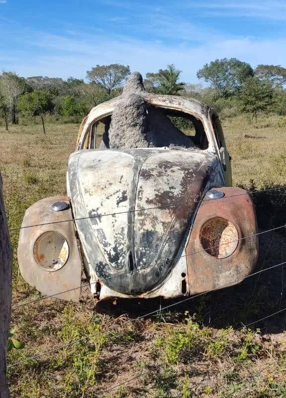 Imagem da campanha Fuscão