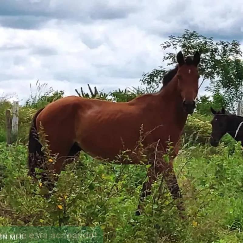 Imagem da campanha Égua Mangalarga Marcha Batida