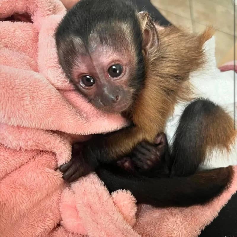 Imagem da campanha Reserva macaco prego