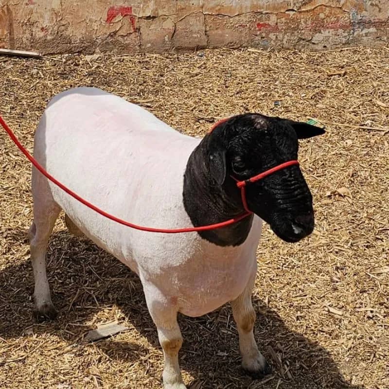 Imagem da campanha CARNEIRO DORPER COM RG