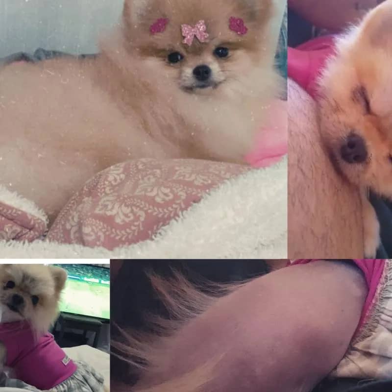 Imagem da campanha Babi é uma Spitz Alemã de 6 aninhos que carrega uma história de superação e amor.