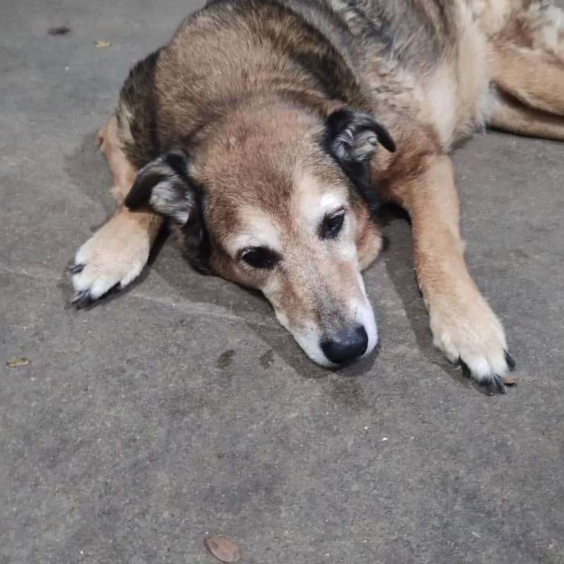 Imagem da campanha Campanha Cirurgia Duda