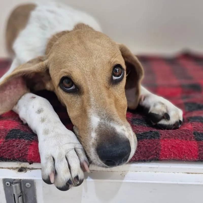 Imagem da campanha Rifa Solidária - TOTÓ