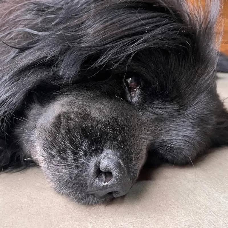 Imagem da campanha Rifa solidária: ajude o Bud a não perder a audição!