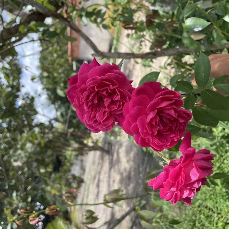 Imagem da campanha Rfcc