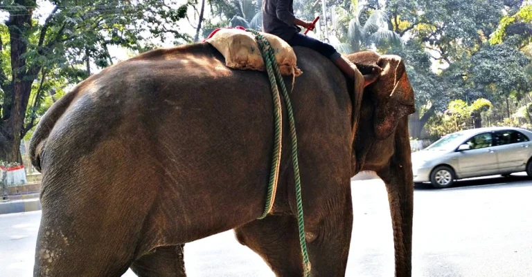 Estratégias Inovadoras para Atrair Participantes de Rifas