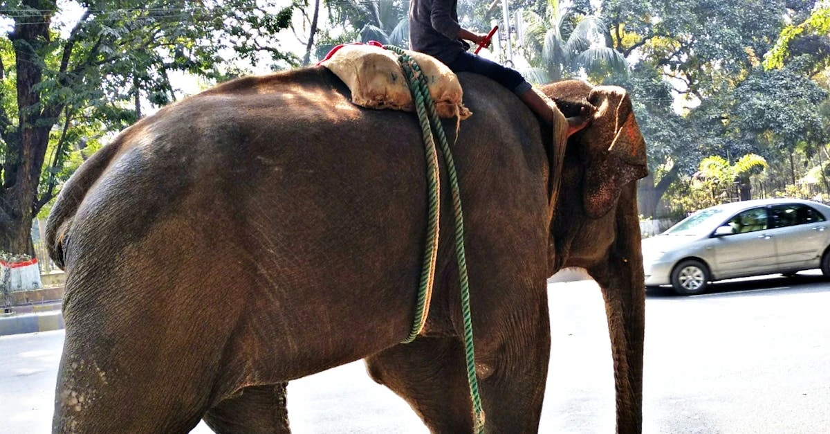 Estratégias Inovadoras para Atrair Participantes de Rifas