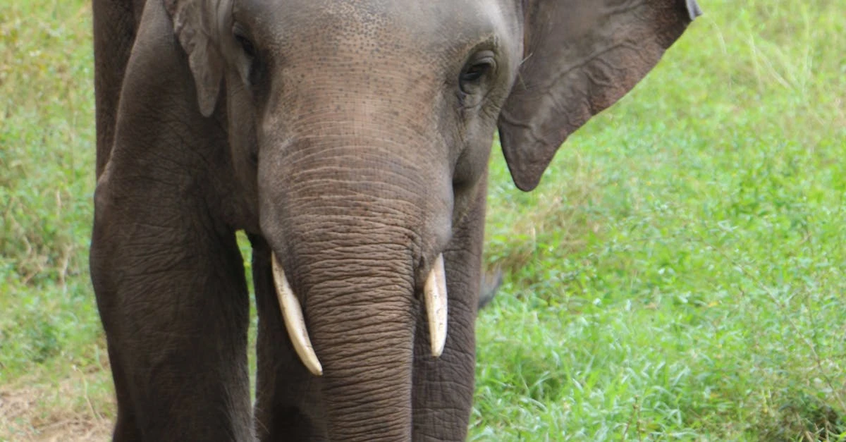 Melhores Estratégias de Divulgação para Rifas