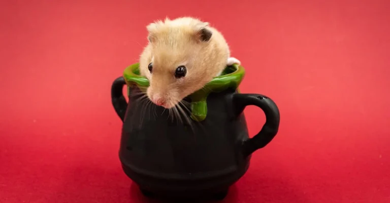 10 Modelos de Rifa de Bicho para Imprimir em 2024