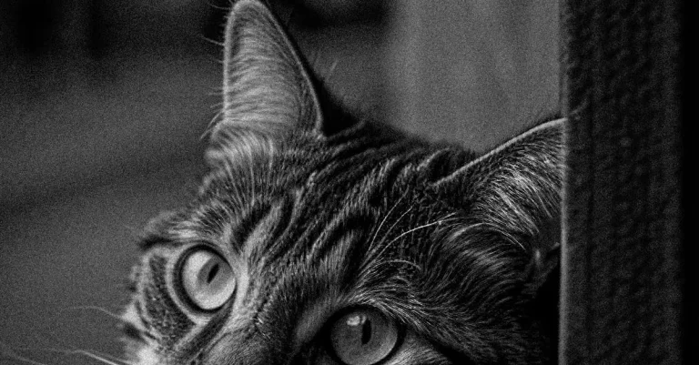 Cartela de Rifa Jogo do Bicho para Imprimir: Guia Completo 2024