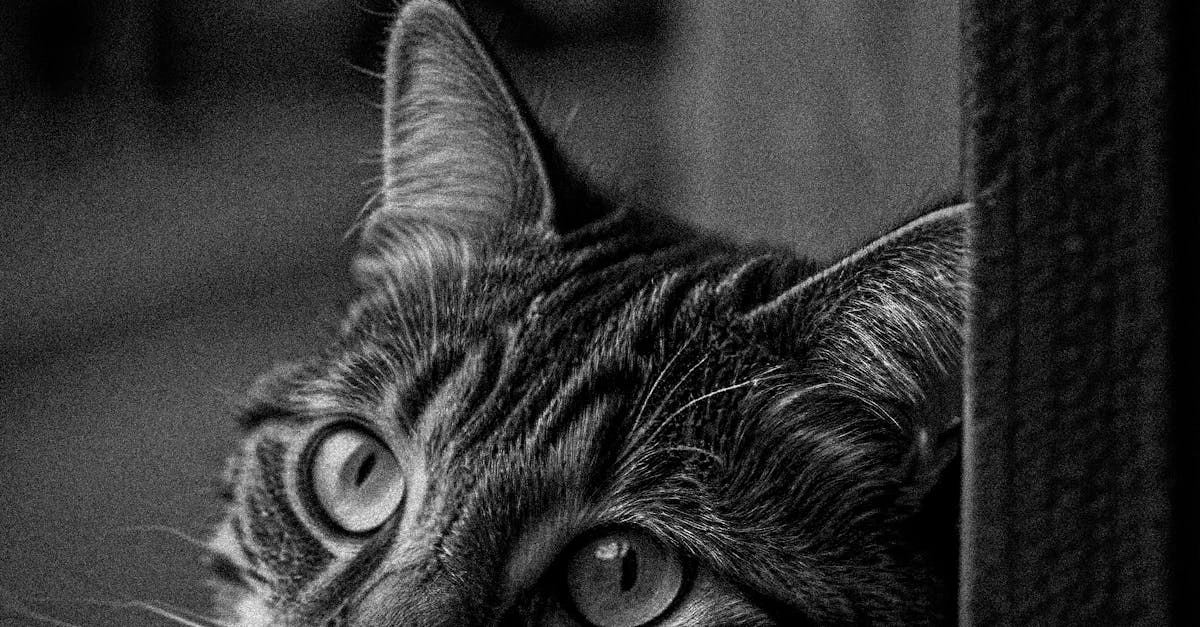 Cartela de Rifa Jogo do Bicho para Imprimir: Guia Completo 2024