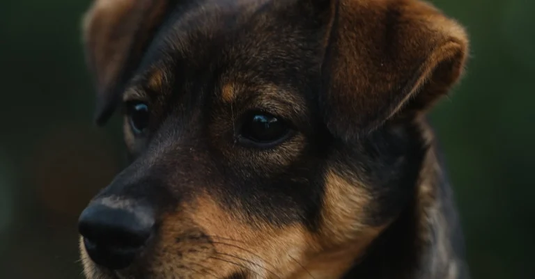 Como escolher as melhores imagens para rifa em 2024