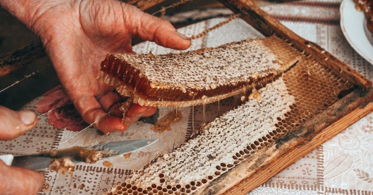 Guia Prático de Extração Federal até 2024