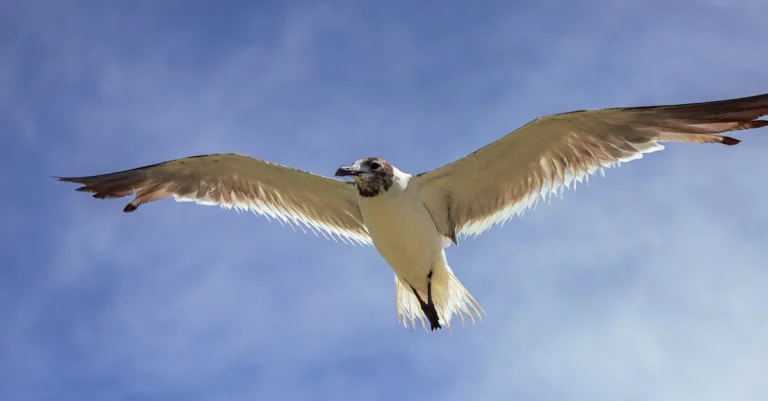 Aprenda a gerar boletos de rifa online de graça facilmente ⎯ Foto: Emily Flores/Pexels