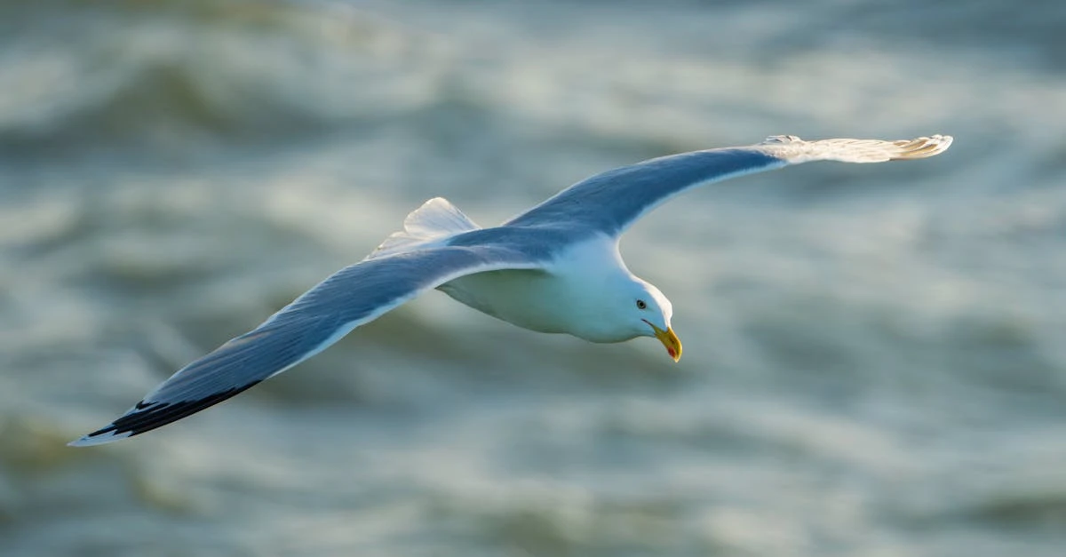 Descubra Como Realizar uma Rifa Online Sem Custos de Forma Eficaz ⎯ Foto: Raul Koženevski/Pexels