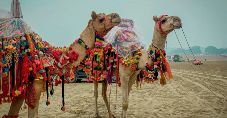 Sistema de sorteio de rifas: como garantir resultados justos ⎯ Foto: Endiae Genius/Pexels